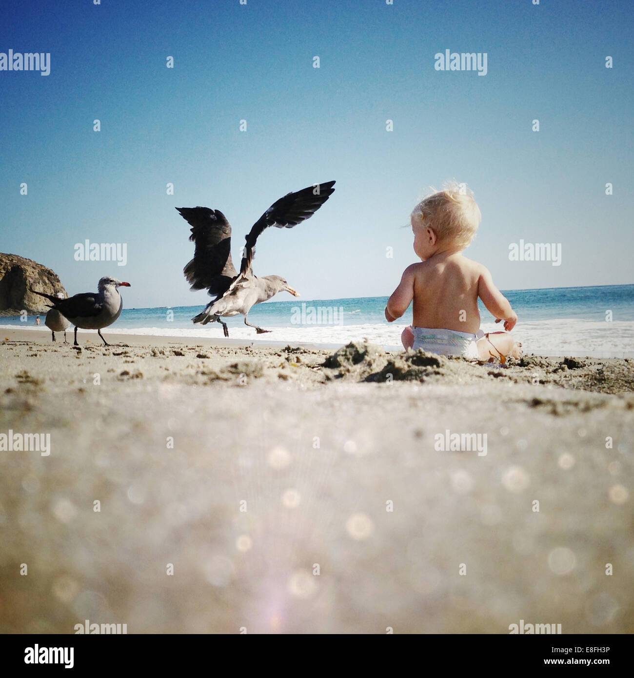 Seagulls landing by a boy sitting on the beach with seagulls, Dana Point, Orange County, California, USA Stock Photo