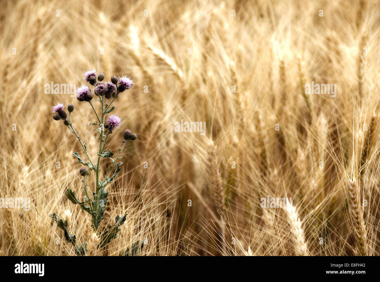 Thistle in wheat field Stock Photo