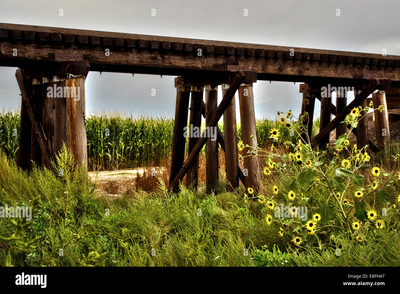 Rural train trestle surrounded by corn and wildflowers Stock Photo