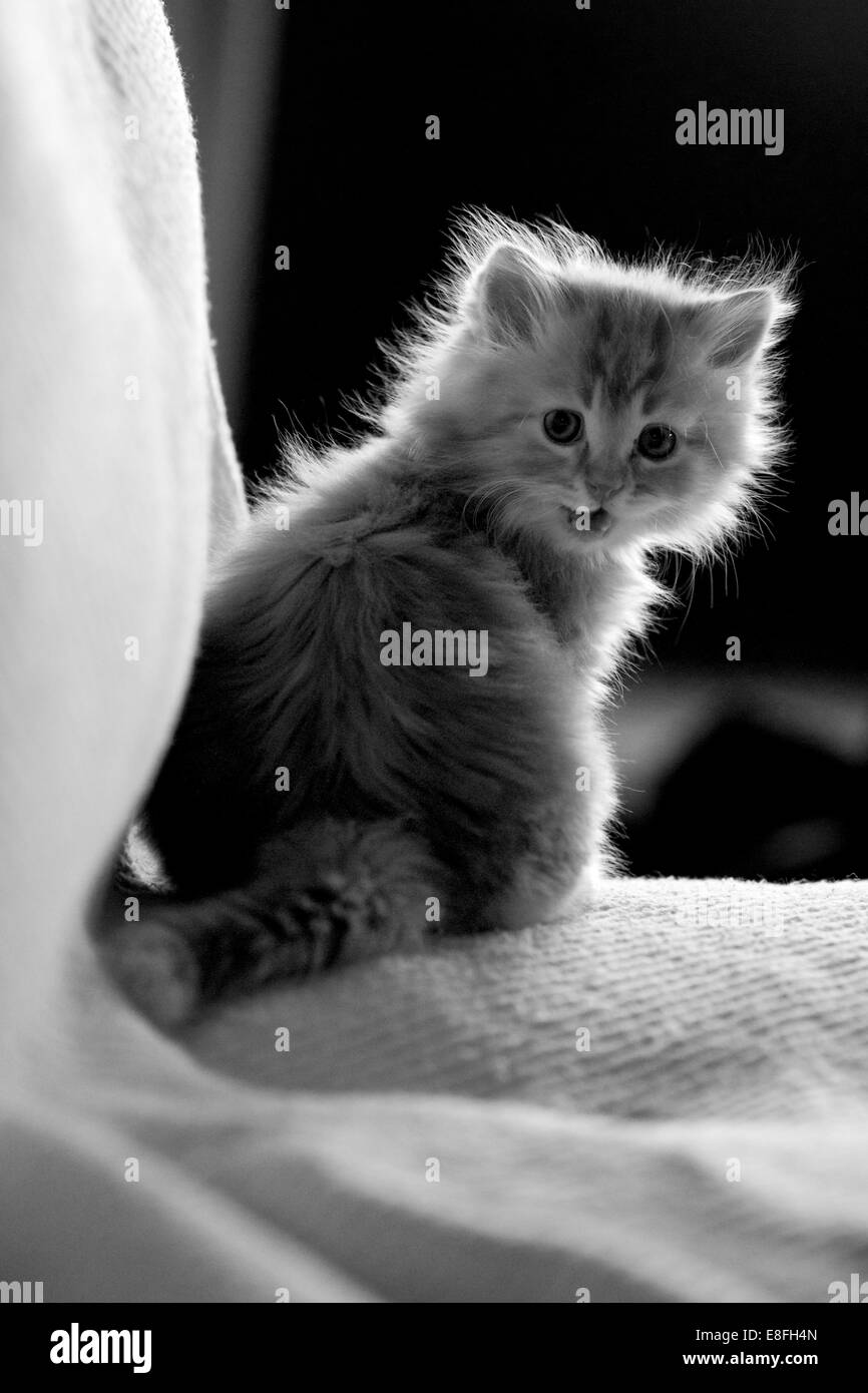 Saudi Arabia, Jeddah, Cat Stock Photo Alamy