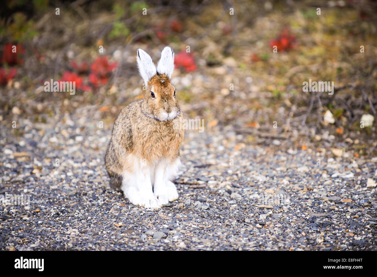 Snowshoe hare (lepus americanus), Denali National Park, Alaska, United