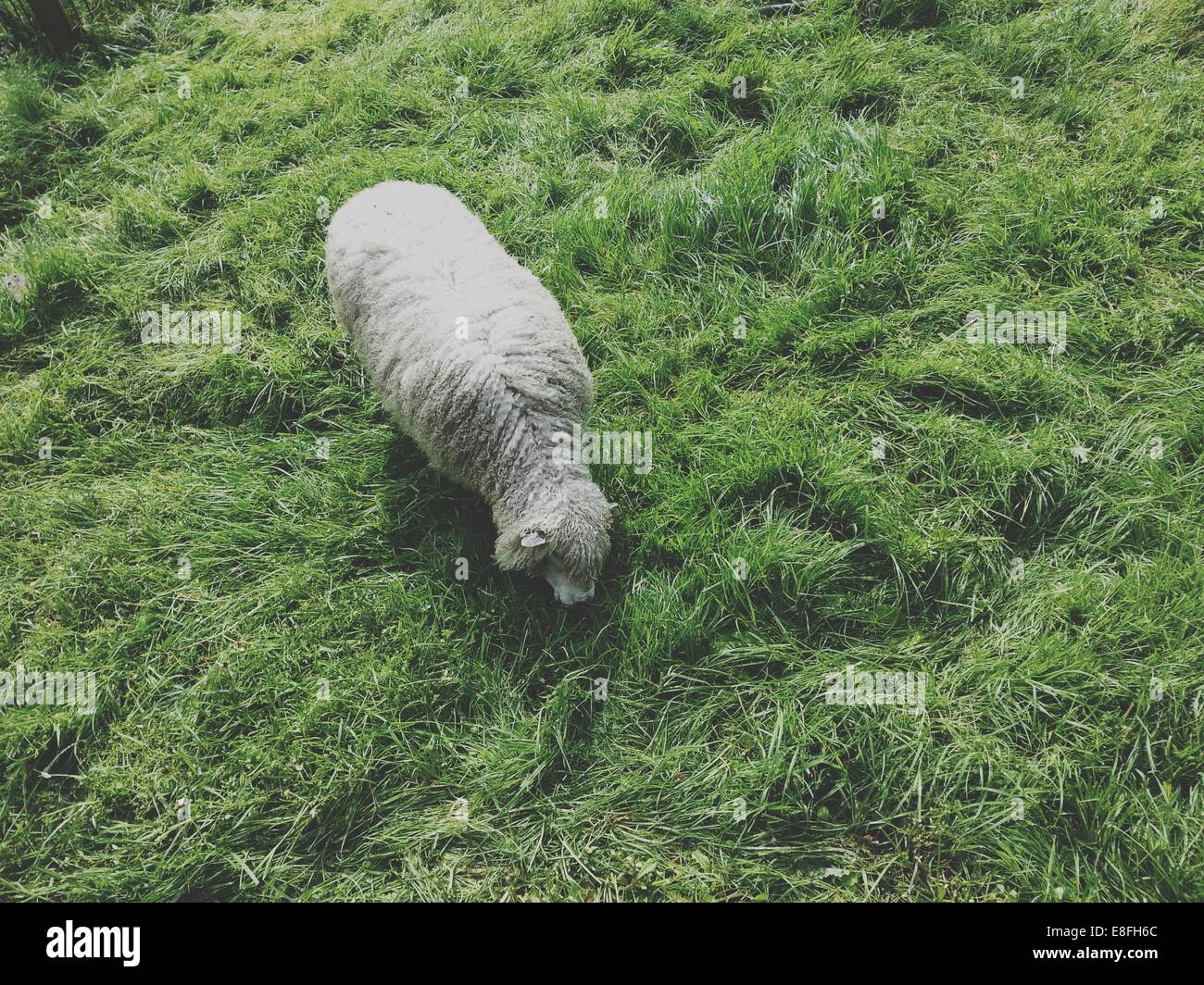 Overhead view of a sheep in a field Stock Photo