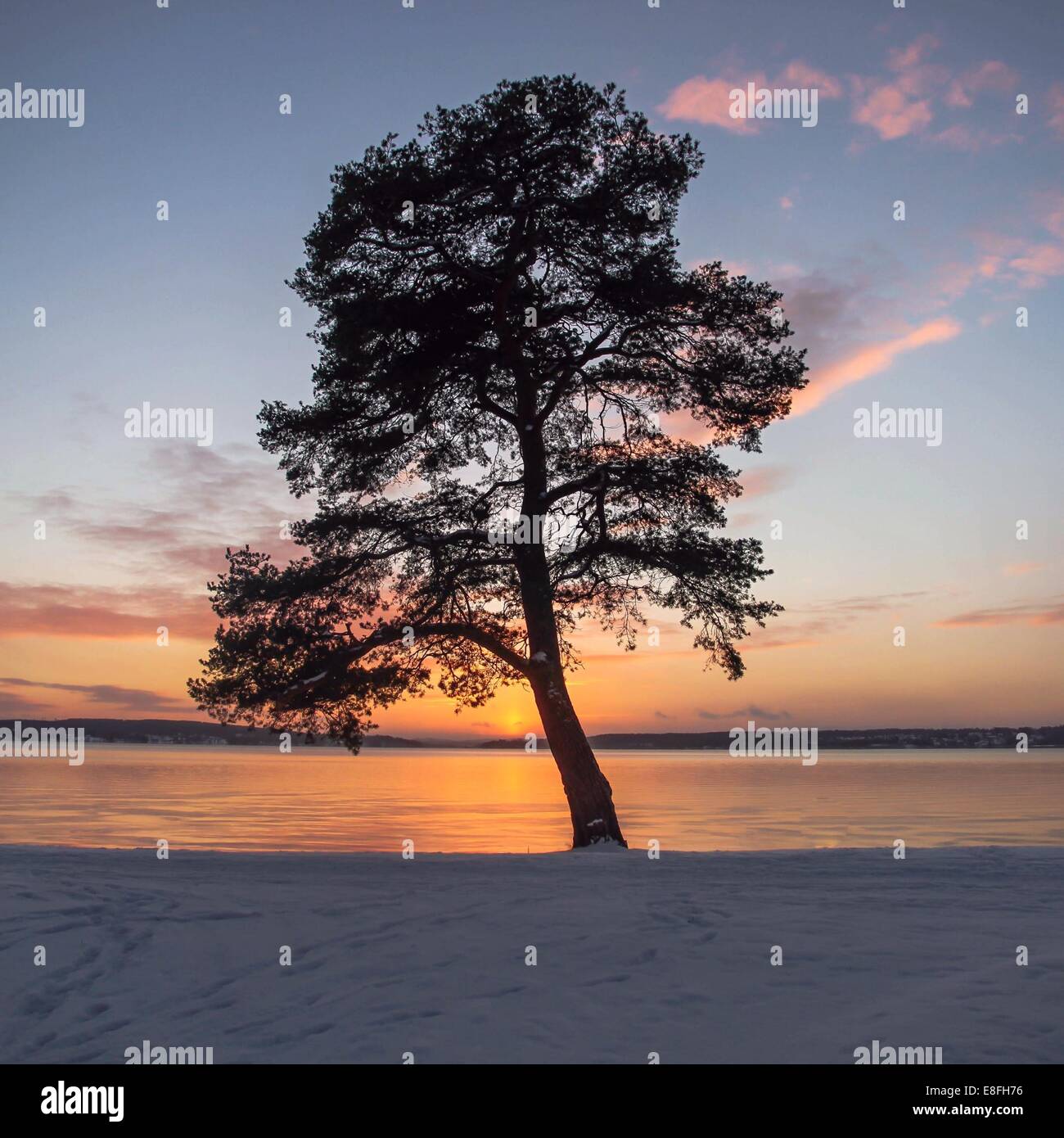 Tree by sea in snow, Sweden Stock Photo