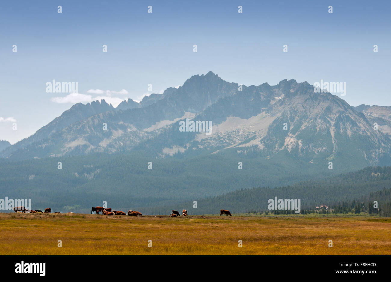 USA, Idaho, Custer County, Stanley, Cows in Idaho Mountains Stock Photo