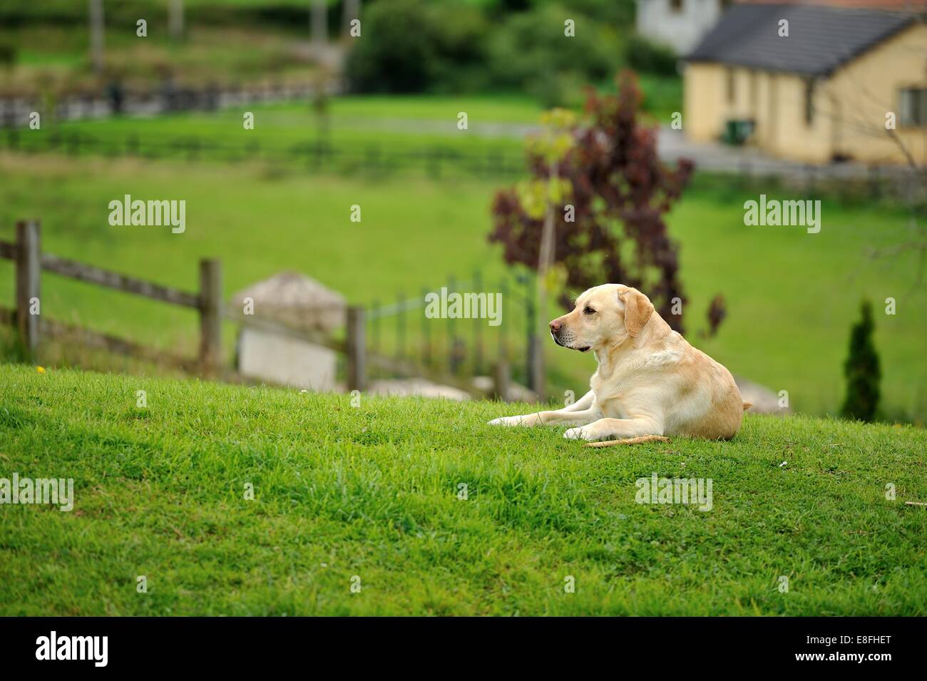 Labrador Retriever dog lying on grass in a garden Stock Photo