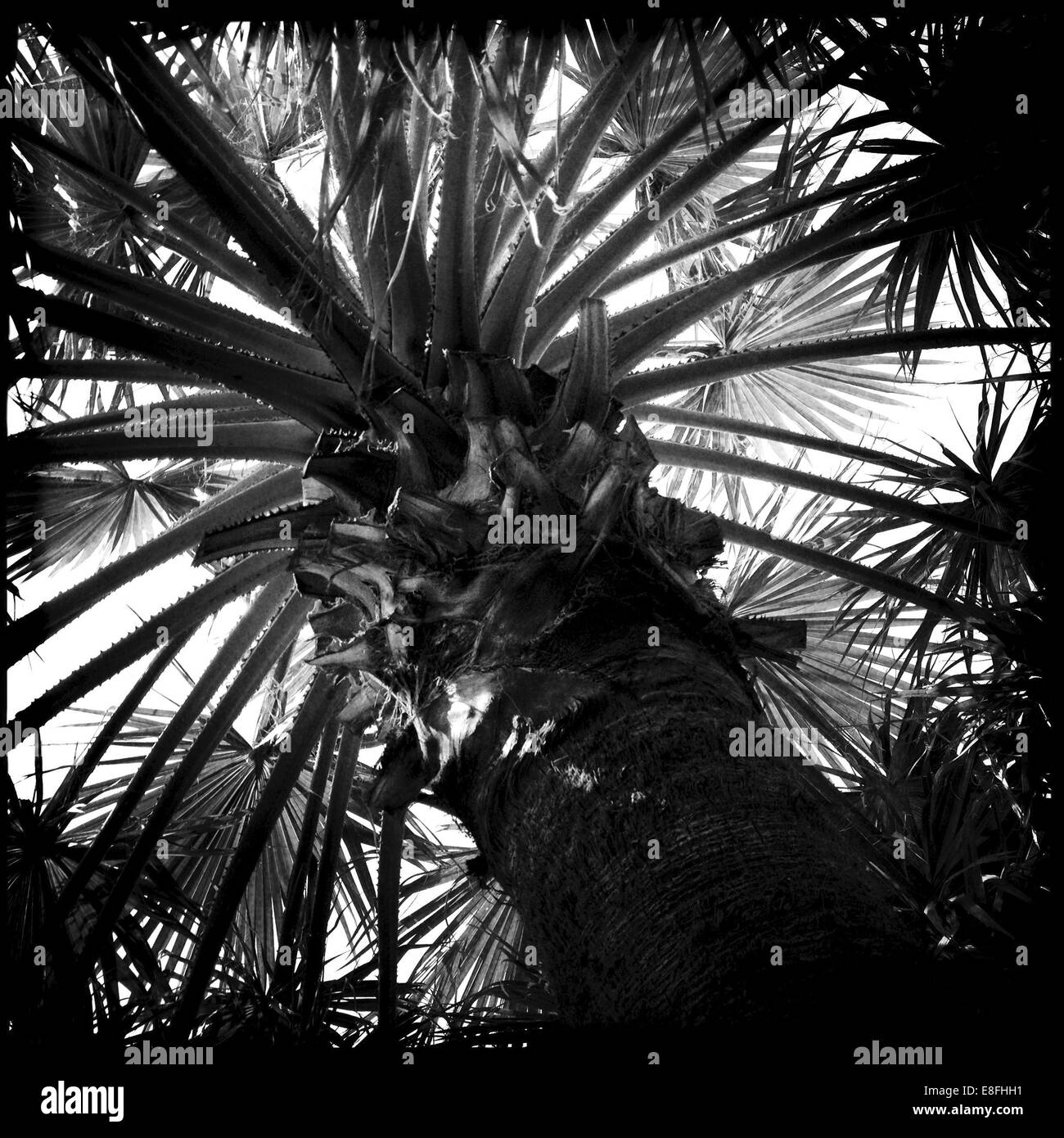United Arab Emirates, Abu Dhabi, Palm trees Stock Photo