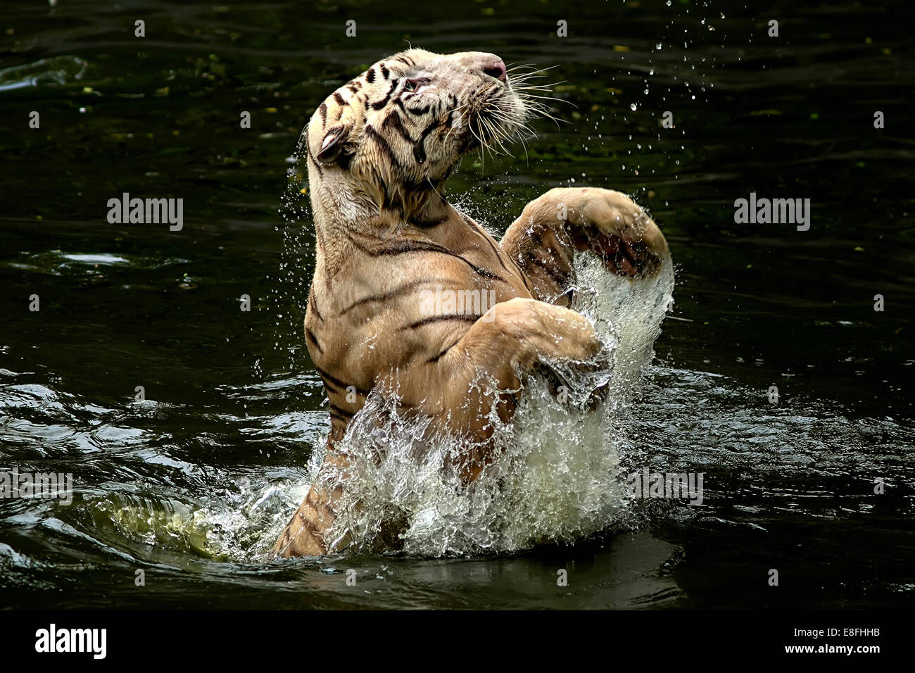 Indonesia, Depok, Tiger jumping from water to catch food Stock Photo