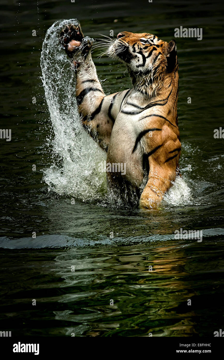 Indonesia, Jakarta Special Capital Region, Ragunan, Tiger jumping from water to catch food Stock Photo