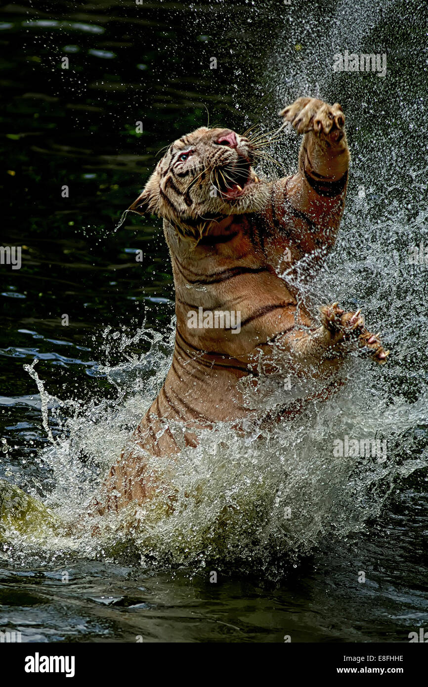 Indonesia, Jakarta Special Capital Region, Ragunan, Tiger jumping from water to catch food Stock Photo