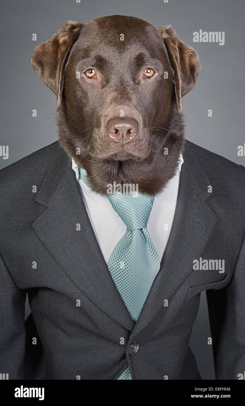 Shot of a Sophisticated Chocolate Labrador in Suit and Tie Stock Photo