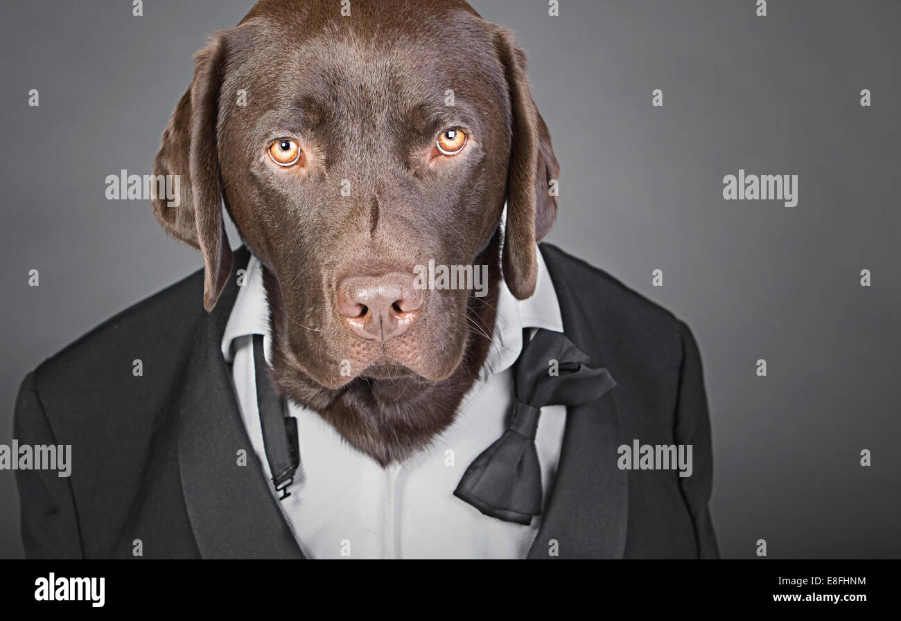 Cool Chocolate Labrador in Tuxedo against a Grey Background Stock Photo - Alamy Cool Chocolate Labrador in Tuxedo against a Grey Background Stock Photo - Alamy