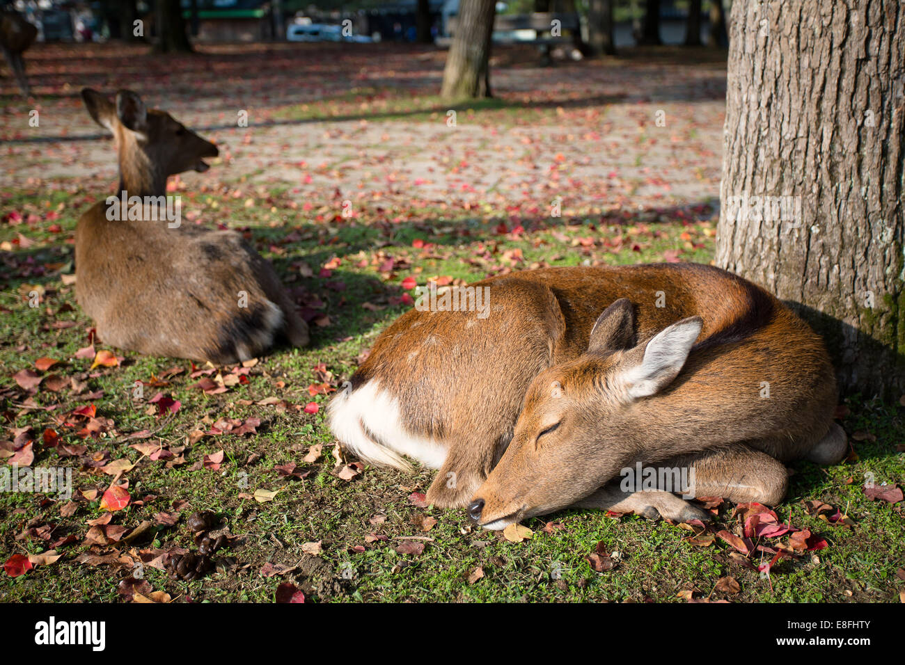 Japan, Kinki Region, Soraku District, Nara, Okuyama driveway, Bambi deers lying under tree Stock Photo