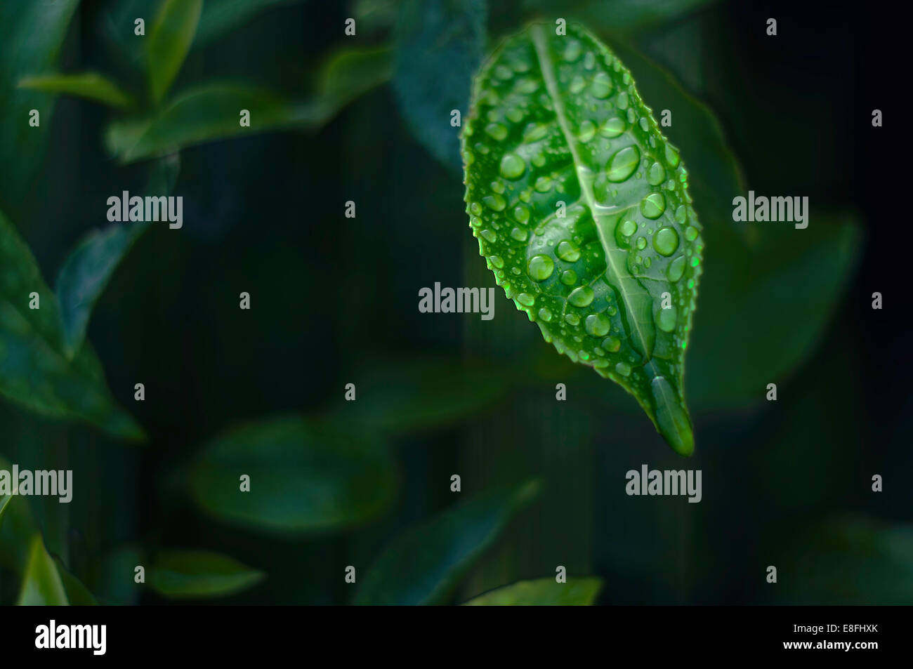 Malaysia, Cameron Highland, Close-up of wet tea leaf Stock Photo
