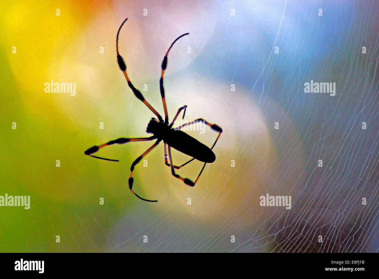 Golden Orb Spider on a spider web, Orlando, Orange County, Florida, USA Stock Photo