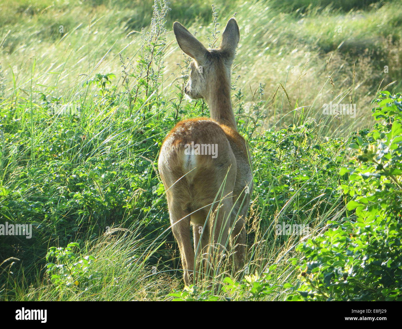 deer rear