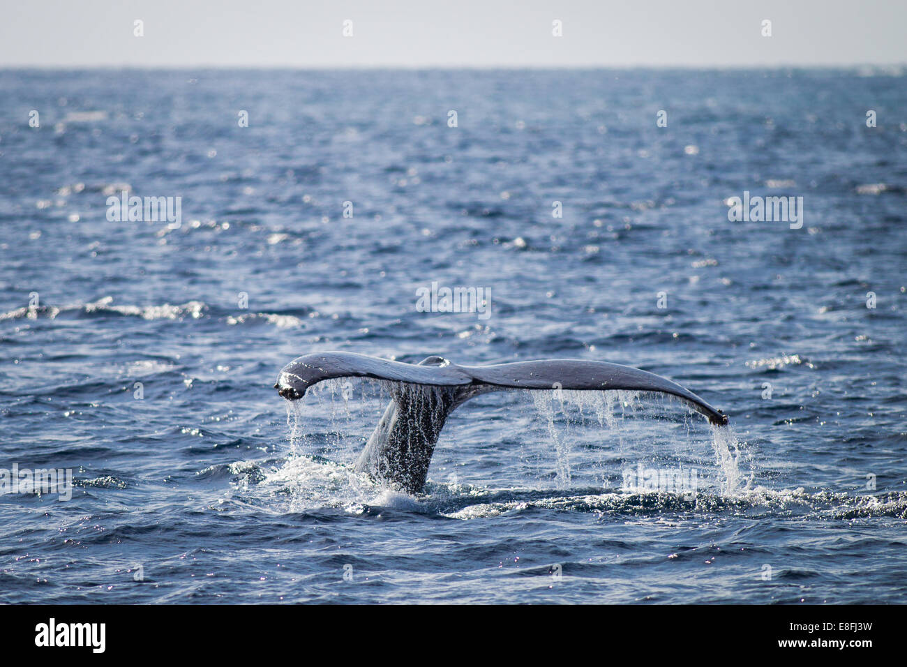 Tail Of The Whale High Resolution Stock Photography and Images - Alamy