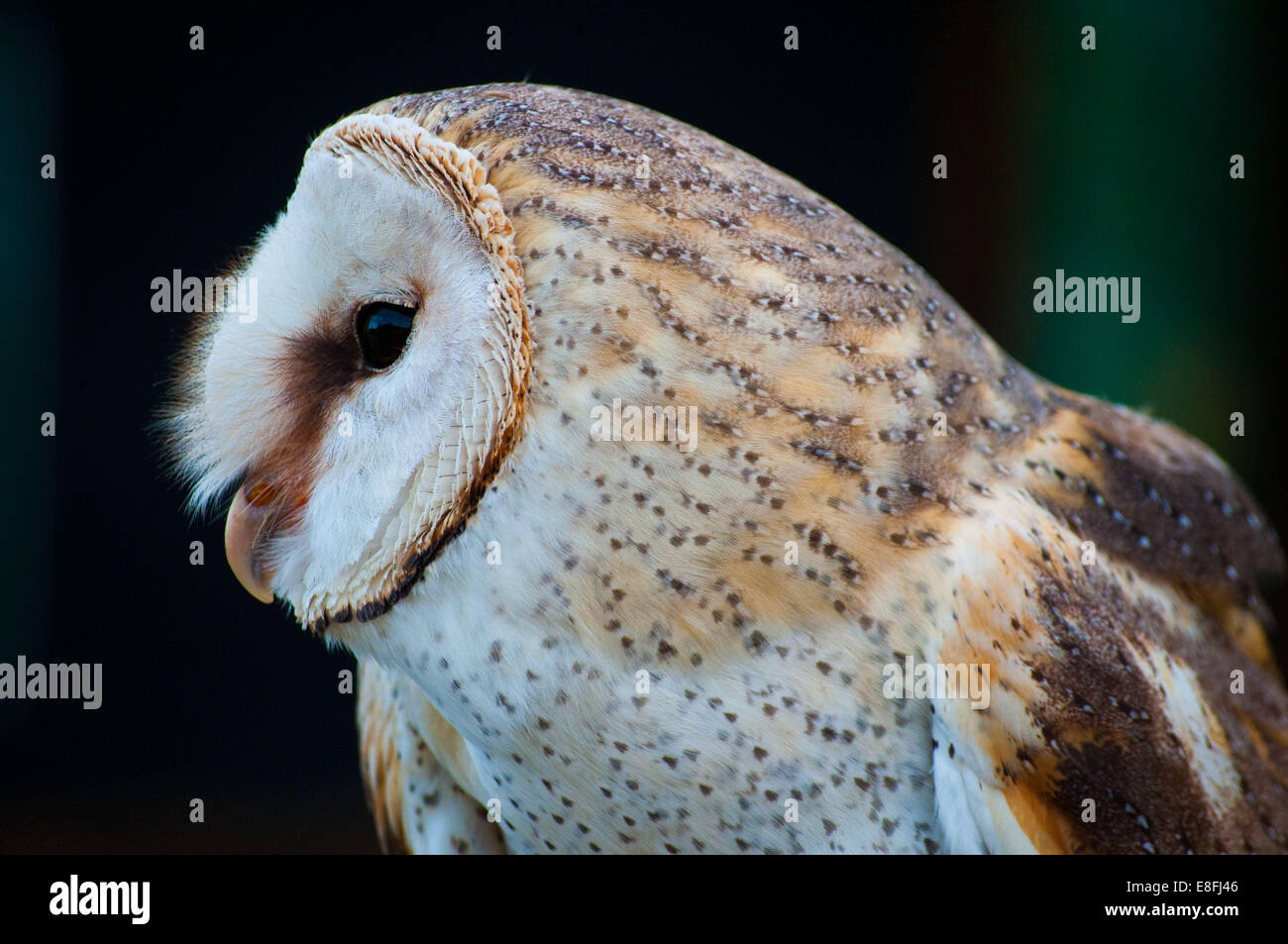 Close-up of Barn Owl, South Africa Stock Photo