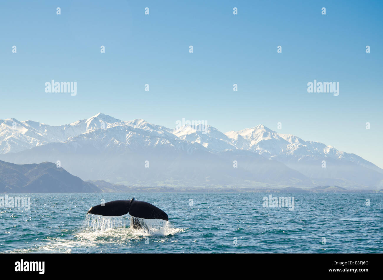 Whale tail fluke in ocean, Kaikoura, Canterbury, South island, New Zealand Stock Photo