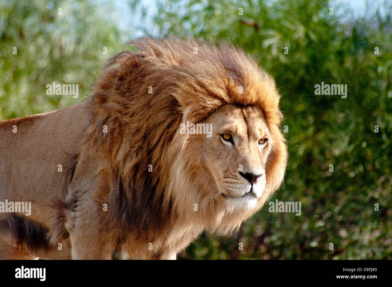 Portrait of a lion, Mpumalanga, South Africa Stock Photo