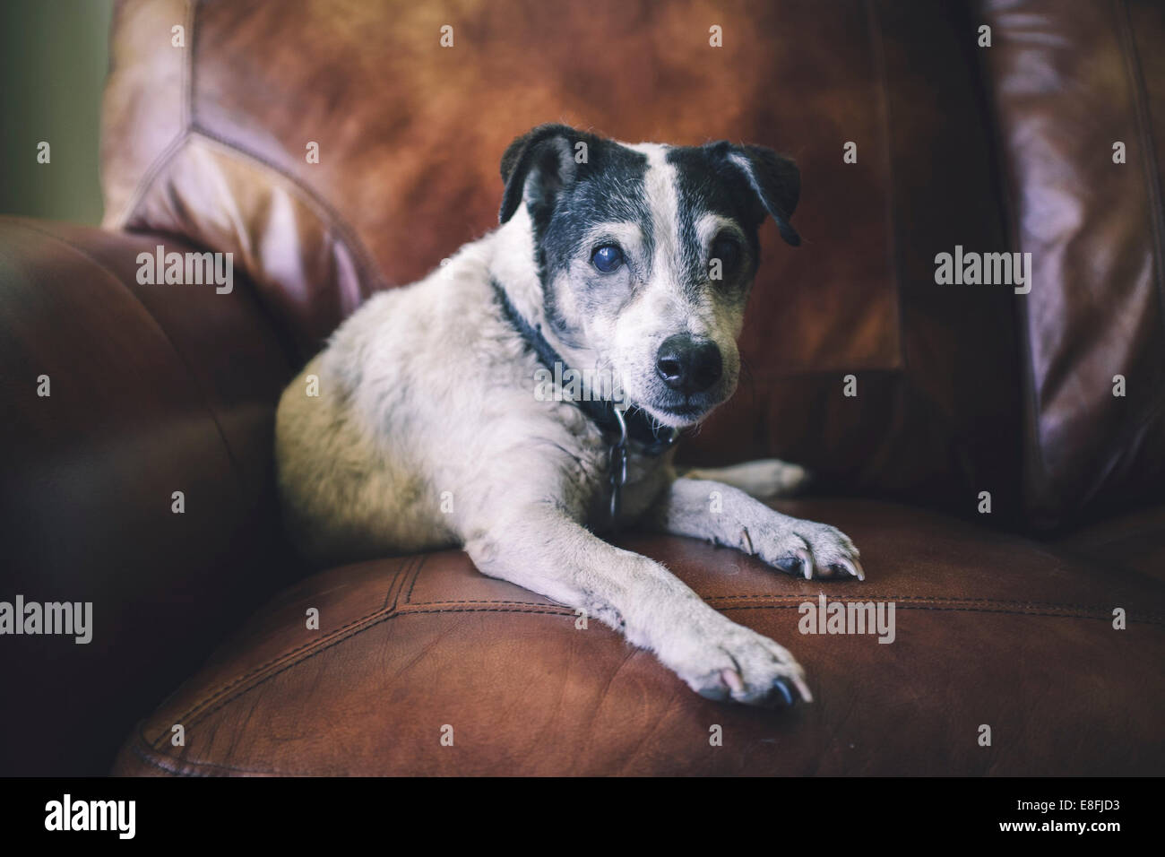 Dog sitting on chair hi-res stock photography and images - Alamy