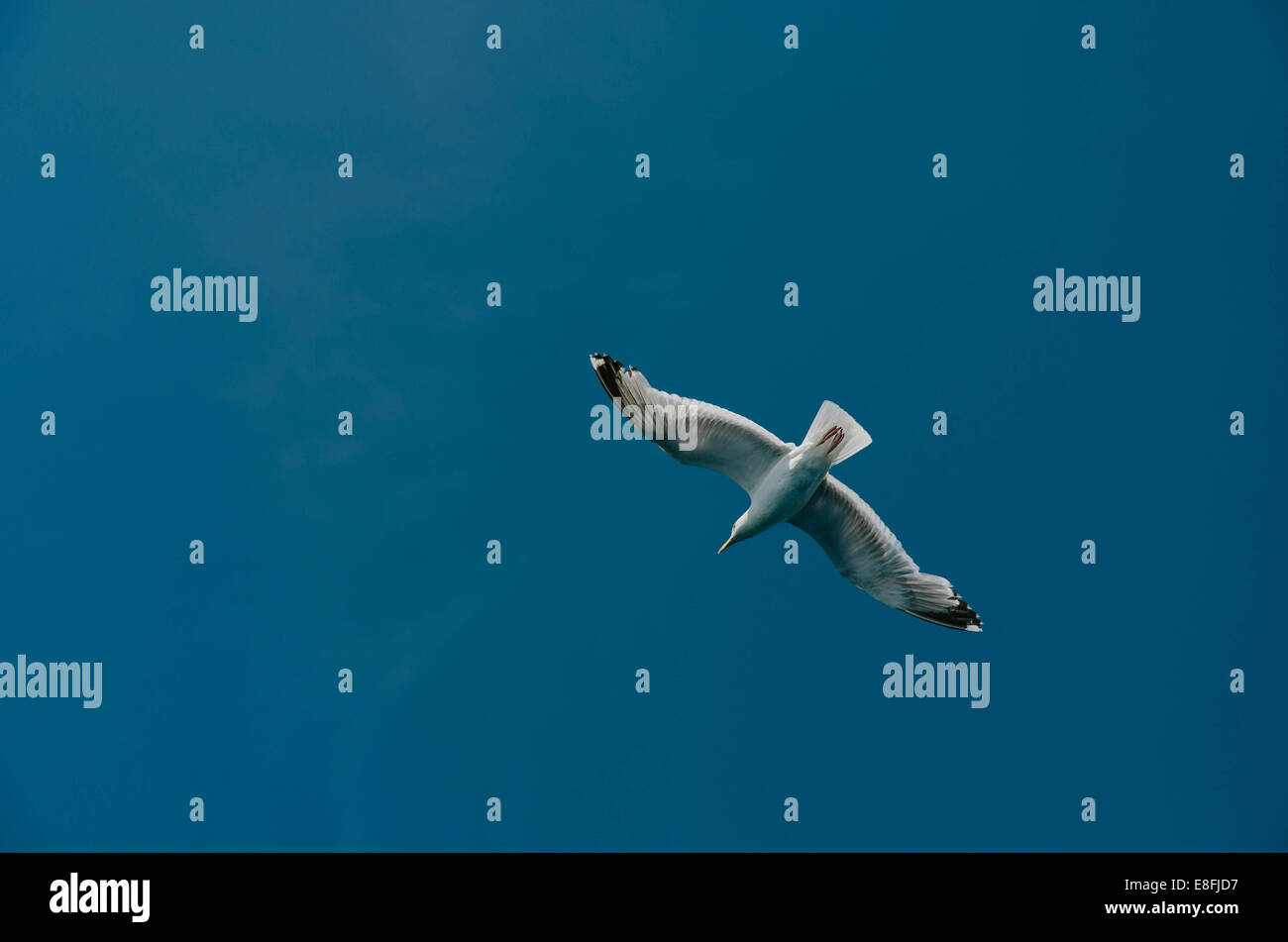 Low angle view of bird flying in sky Stock Photo