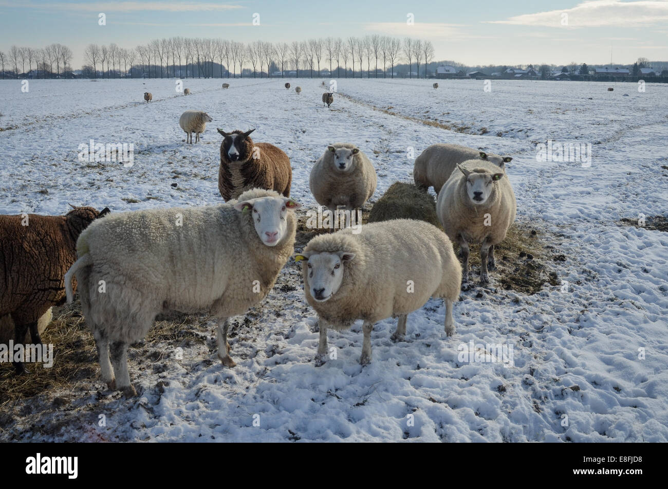 Flock of sheep in field in winter Stock Photo