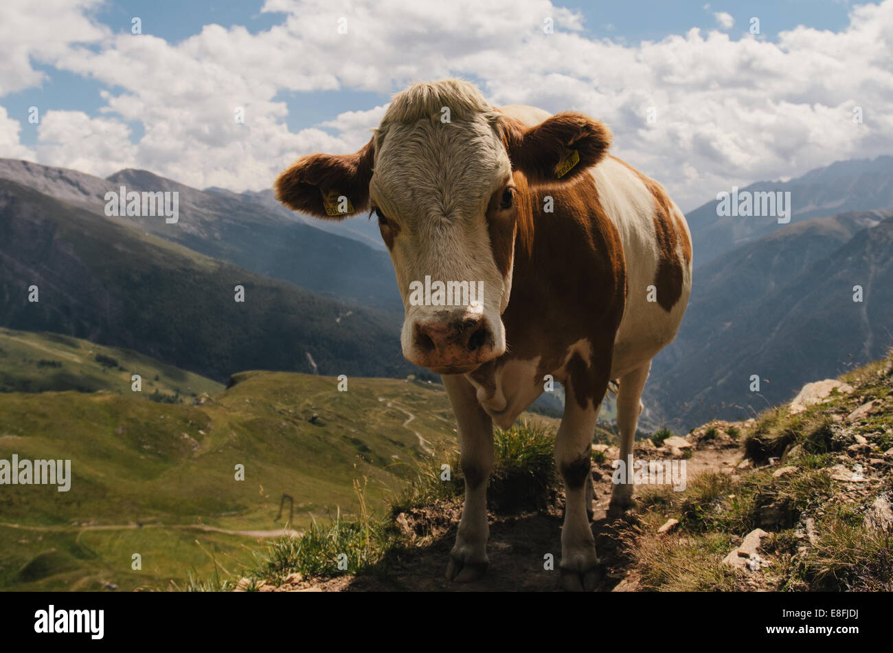 Cow standing in a mountain meadow Stock Photo
