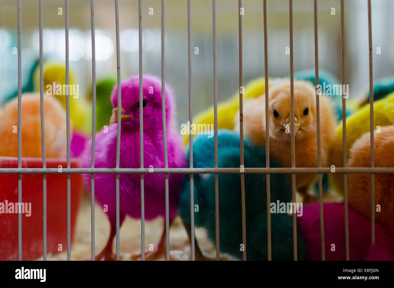 Multi-colored baby chicks in a metal cage Stock Photo