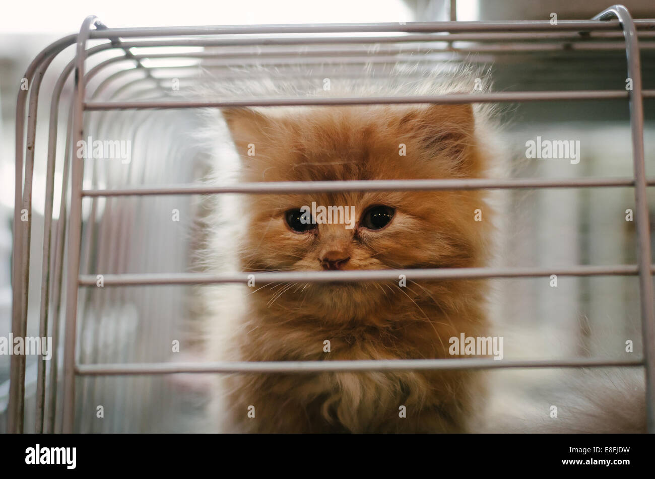 Kitten in a metal cage Stock Photo