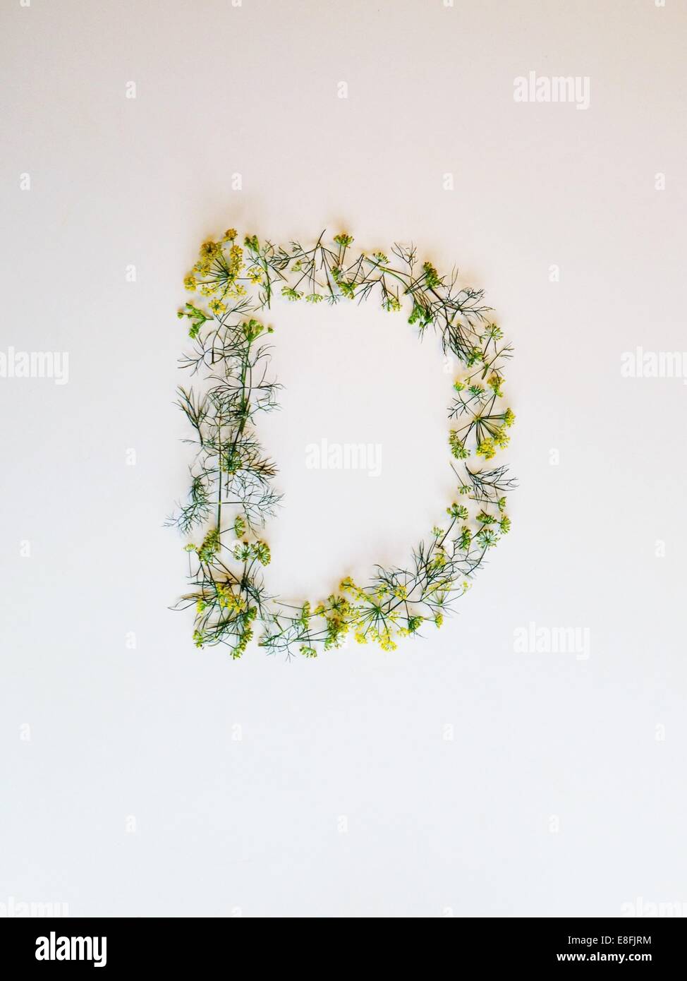 Letter D made of dill and dill flowers Stock Photo