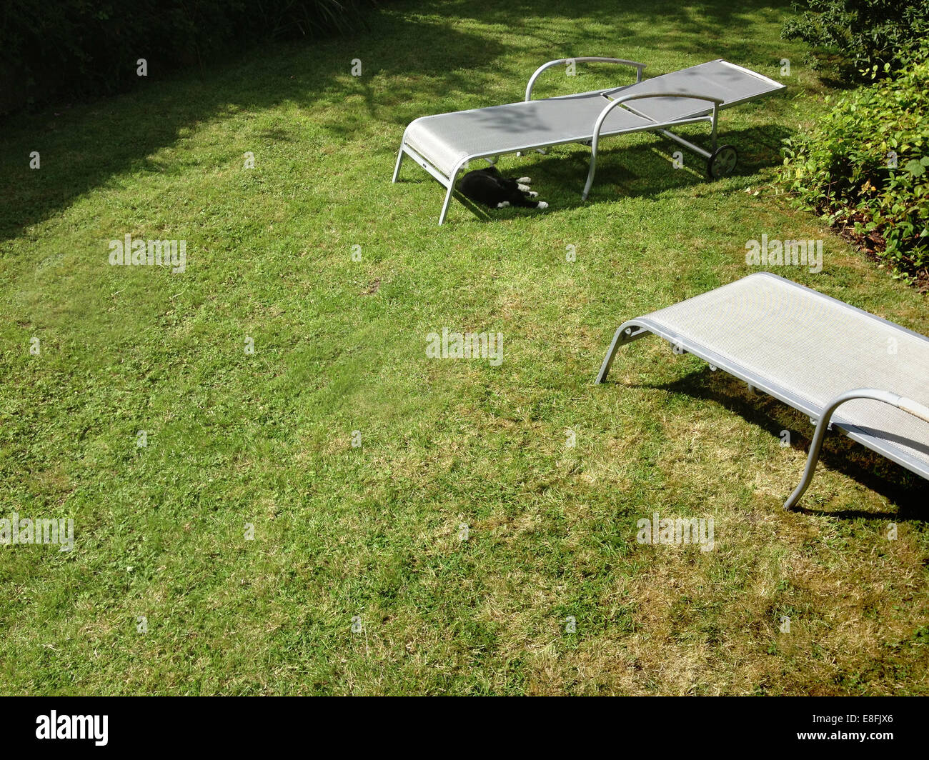 Two empty sun loungers and sleeping cat in a garden, England, UK Stock Photo
