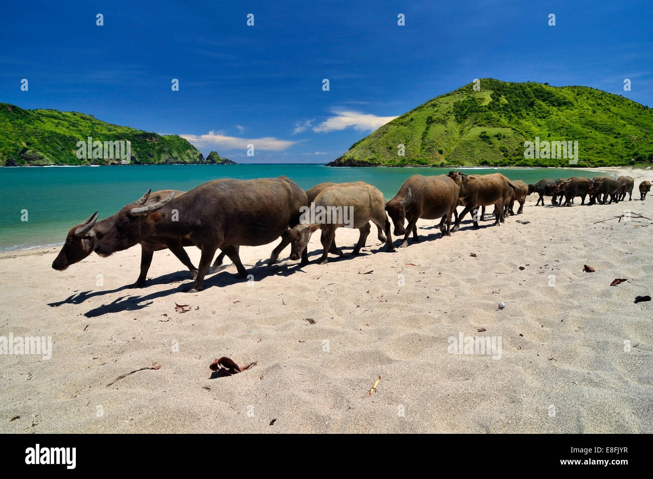 Buffalos walking along Mawun beach, Lombok, Indonesia Stock Photo