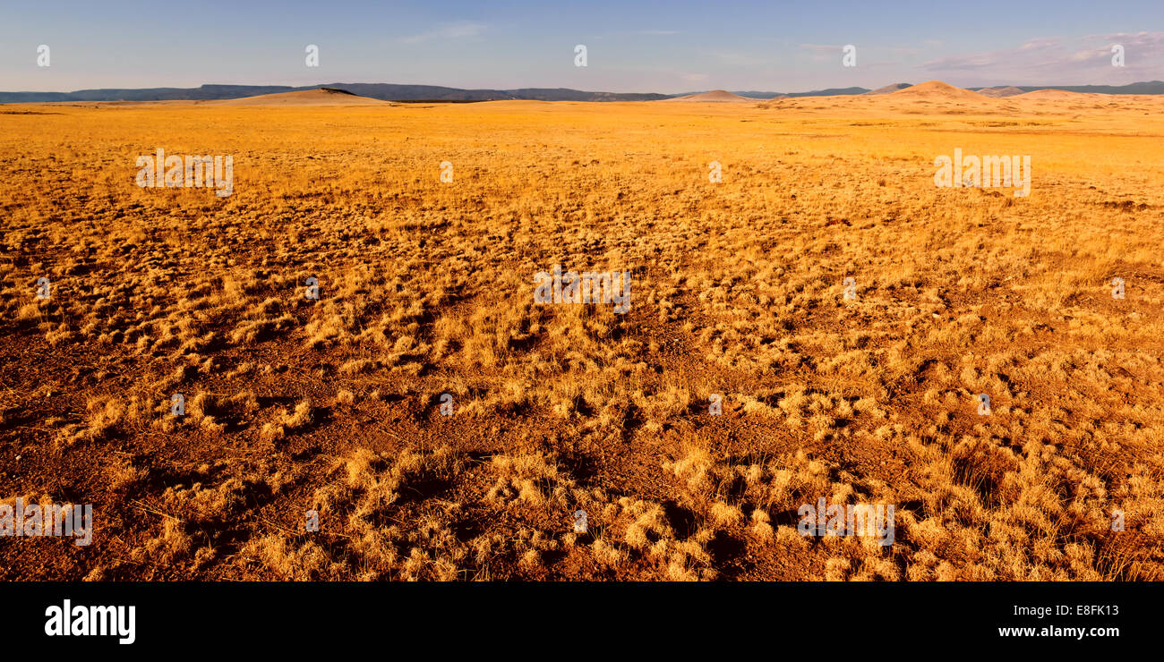 USA, Arizona, Springerville, Golden vastness Stock Photo