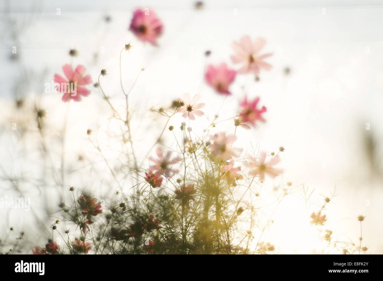 Group light pink flowers hi-res stock photography and images - Alamy