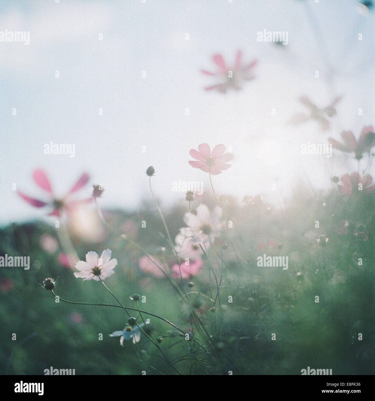 Close up of flowers hi-res stock photography and images - Alamy