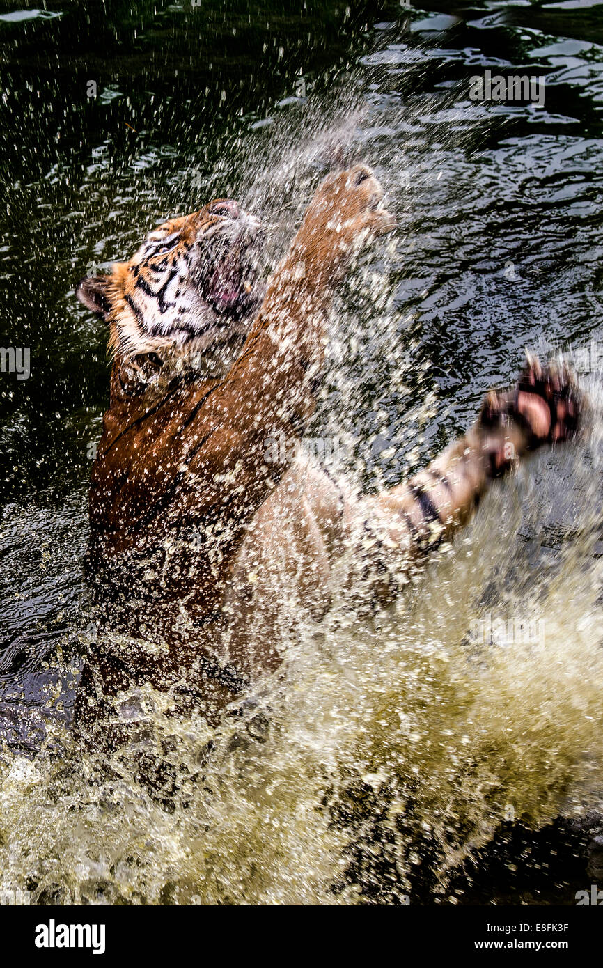 Tiger pouncing out of water Stock Photo Alamy