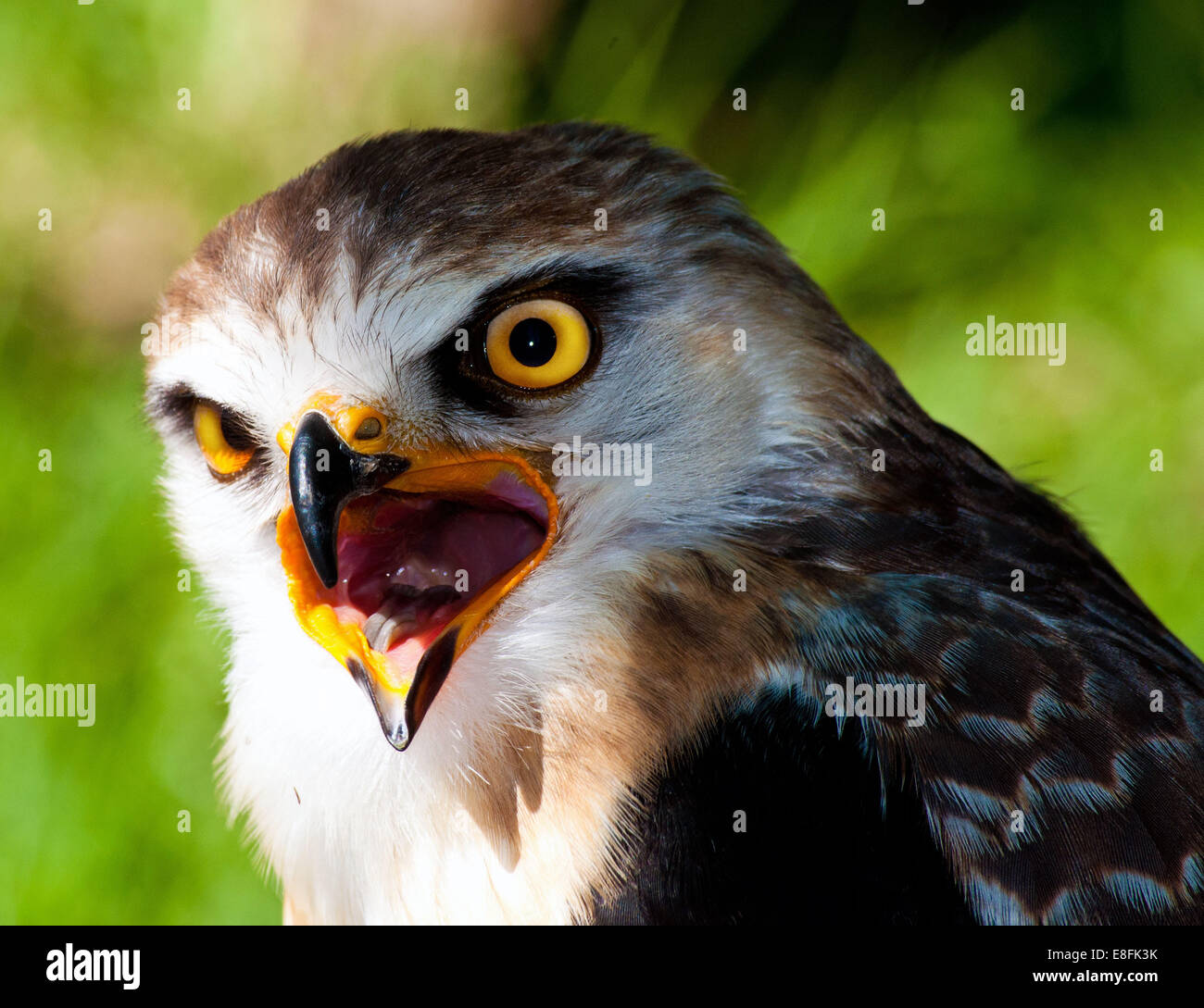 Black Shouldered Kite bird, Mpumalanga, South Africa Stock Photo