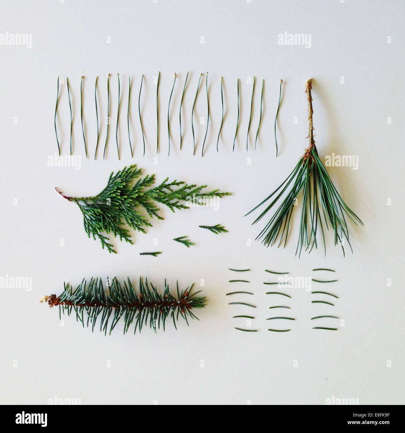 Arrangement of pine tree branches and needles Stock Photo