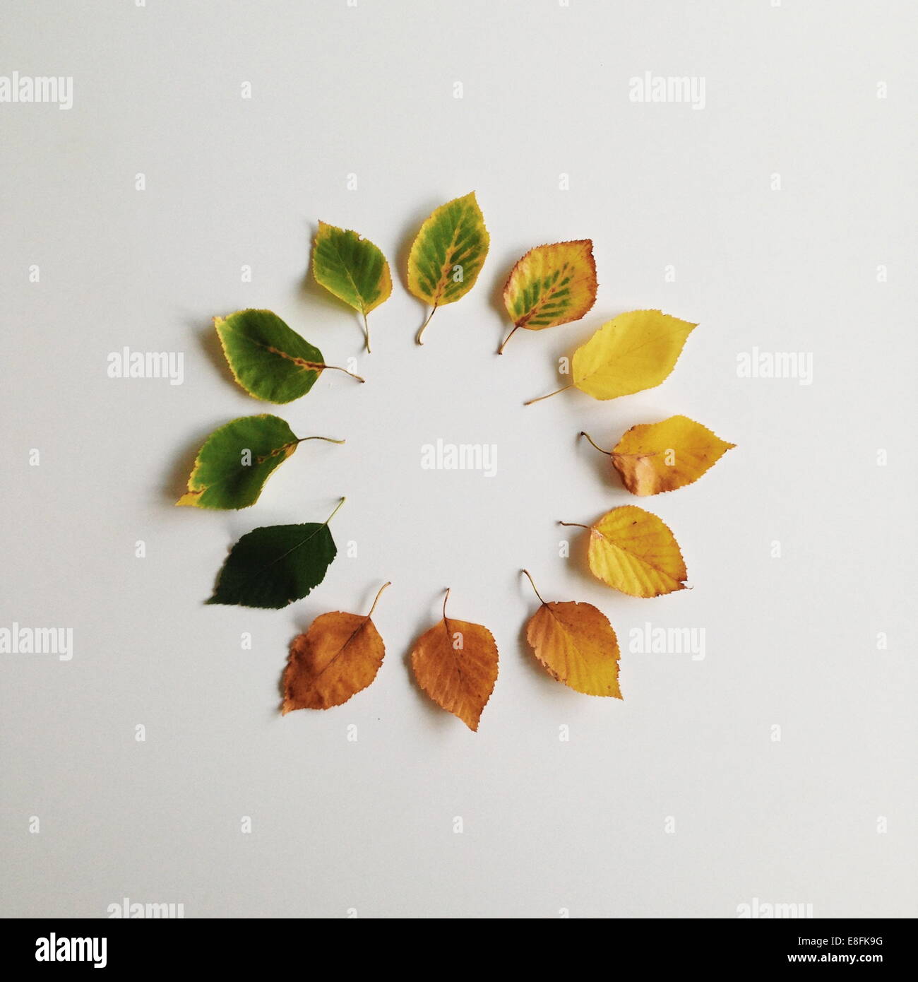 Autumn leaves arranged in a circle Stock Photo
