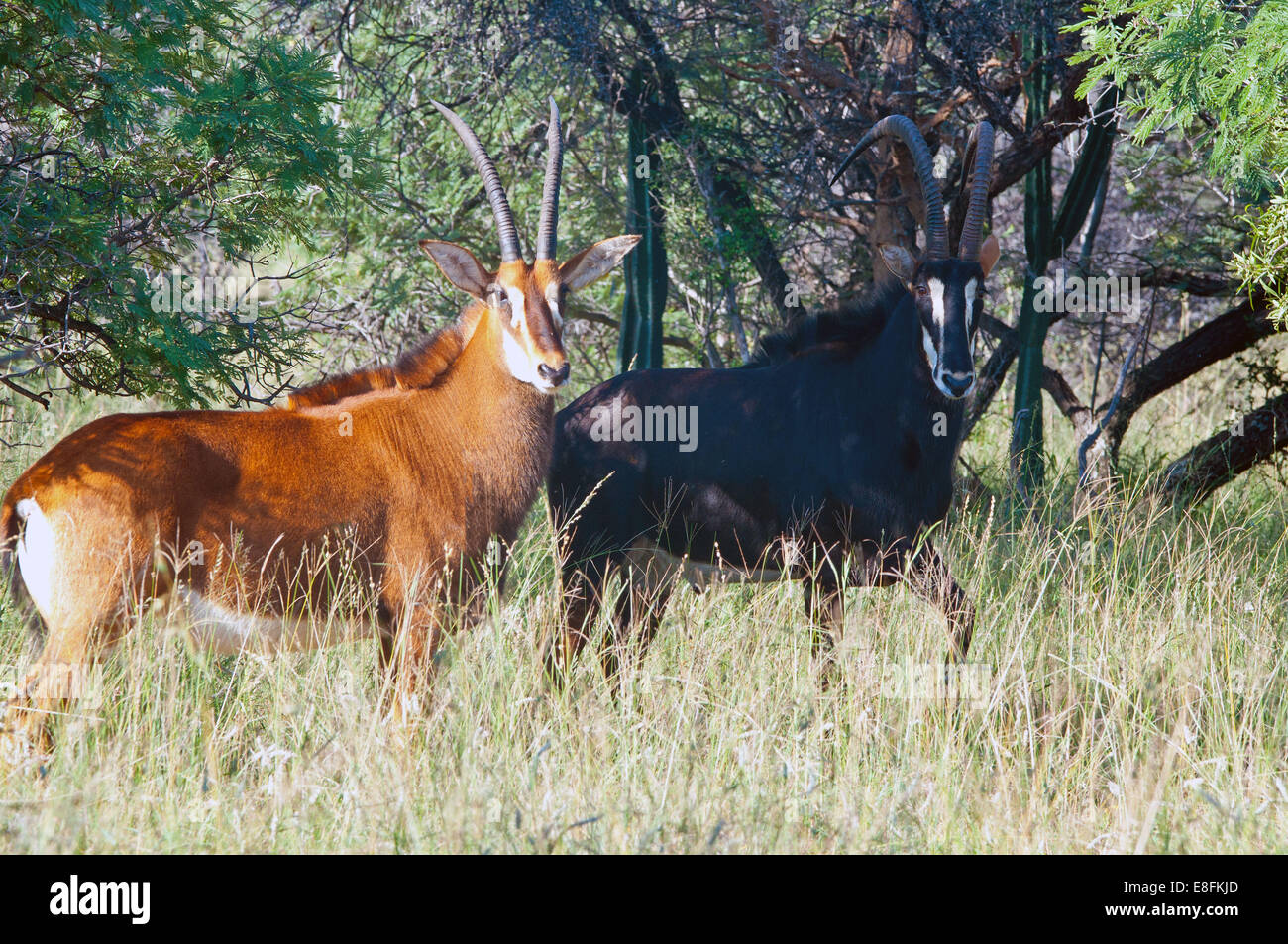 Sable Antelopes, South Africa Stock Photo - Alamy