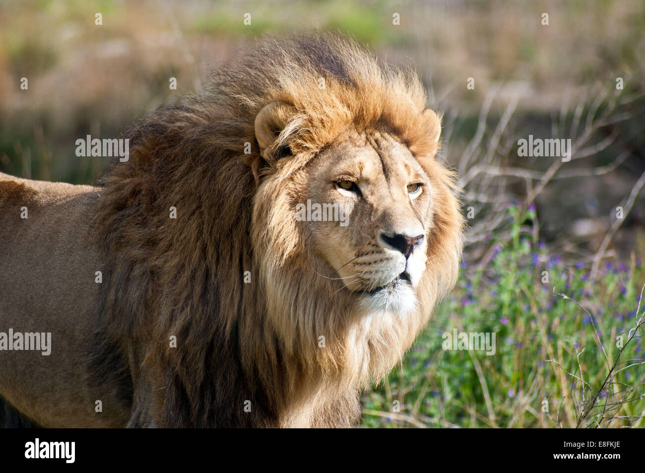 Portrait of a lion, Limpopo, South Africa Stock Photo