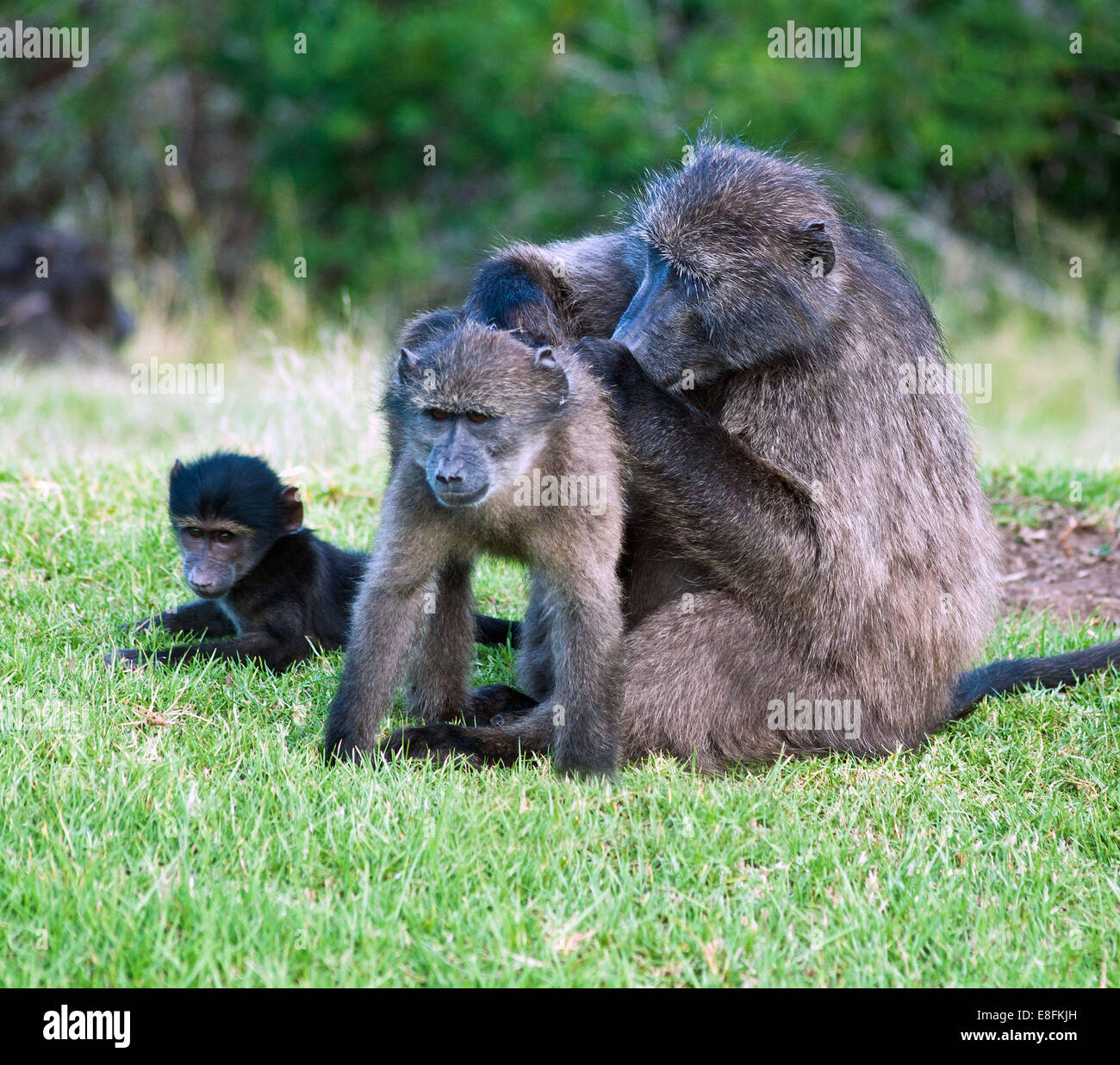 African baboon grooming a baboon infant, Eastern Cape, South Africa Stock Photo