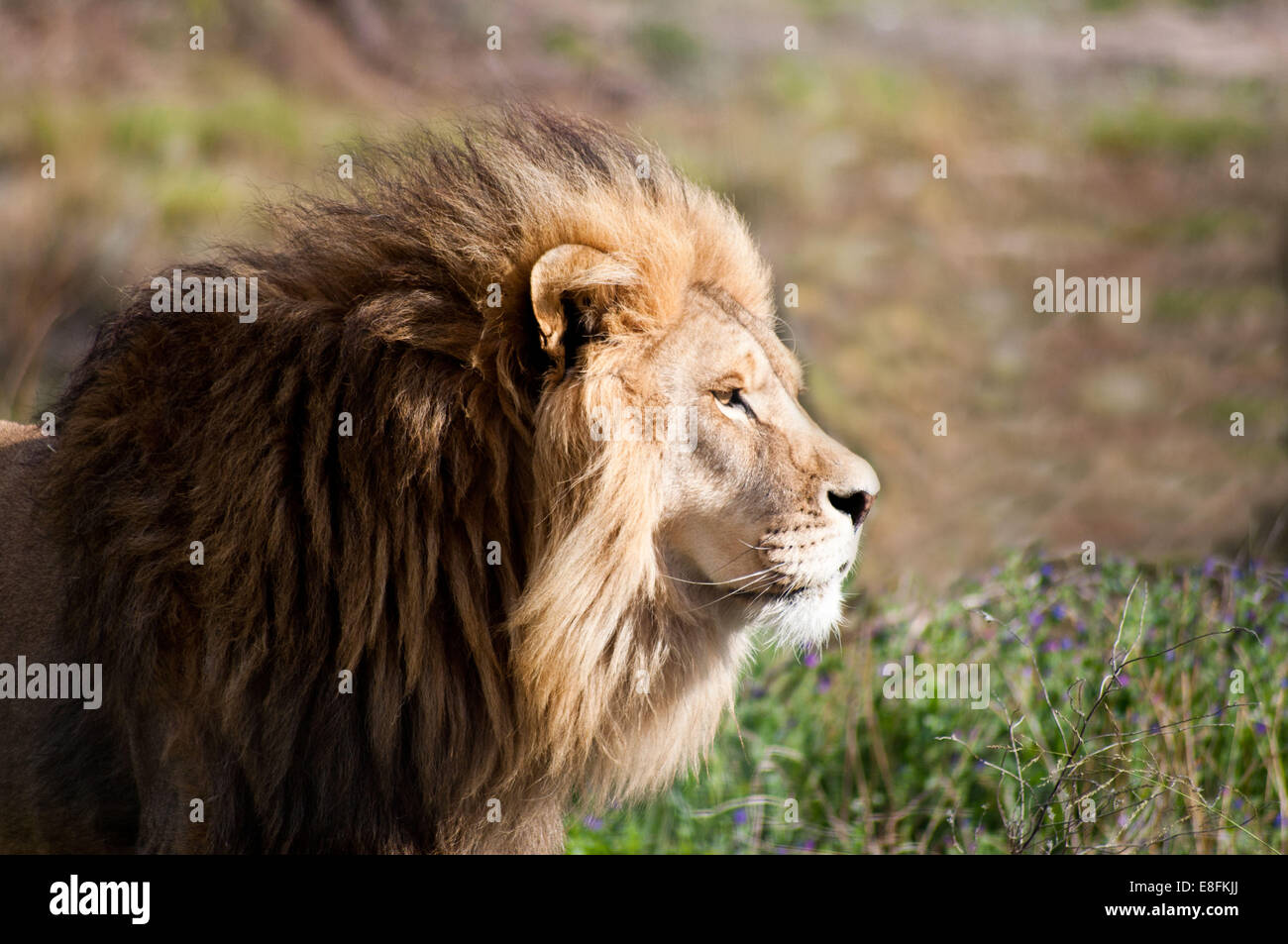 Portrait of a lion, Limpopo, South Africa Stock Photo