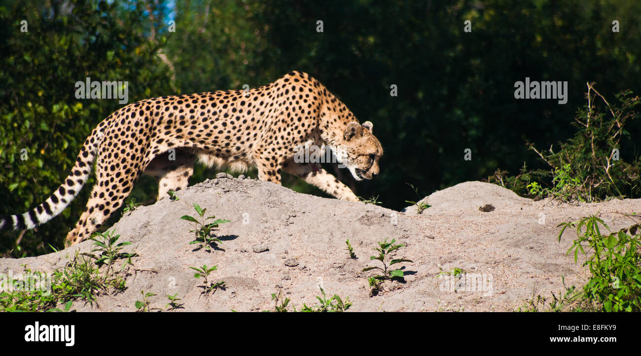 Cheetah prowling, Limpopo, South Africa Stock Photo