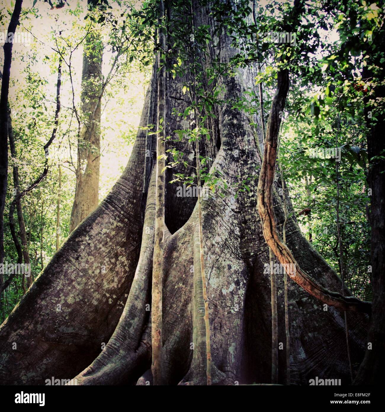 Biggest tree hires stock photography and images Alamy