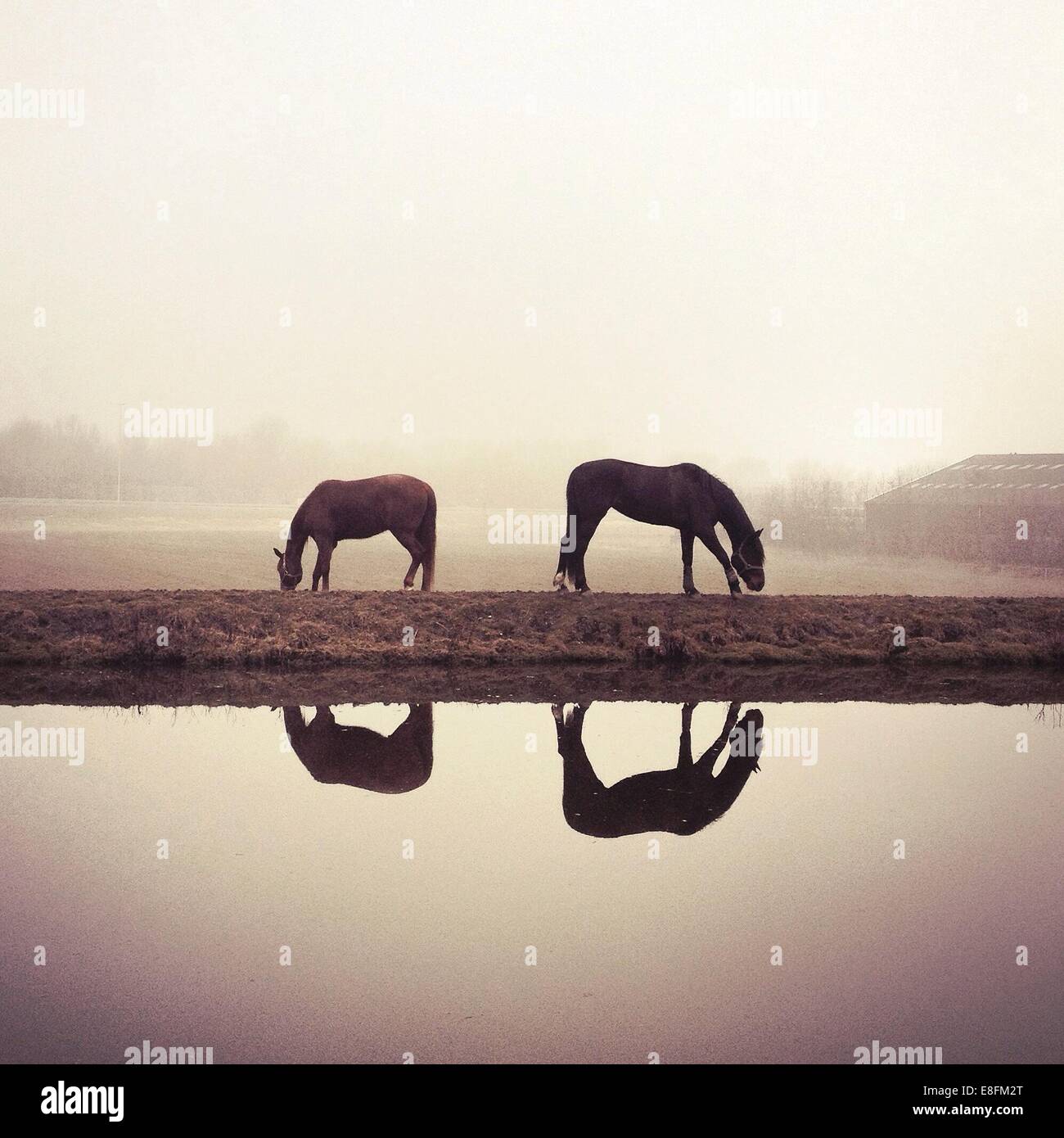 Two horses in field hi-res stock photography and images - Alamy