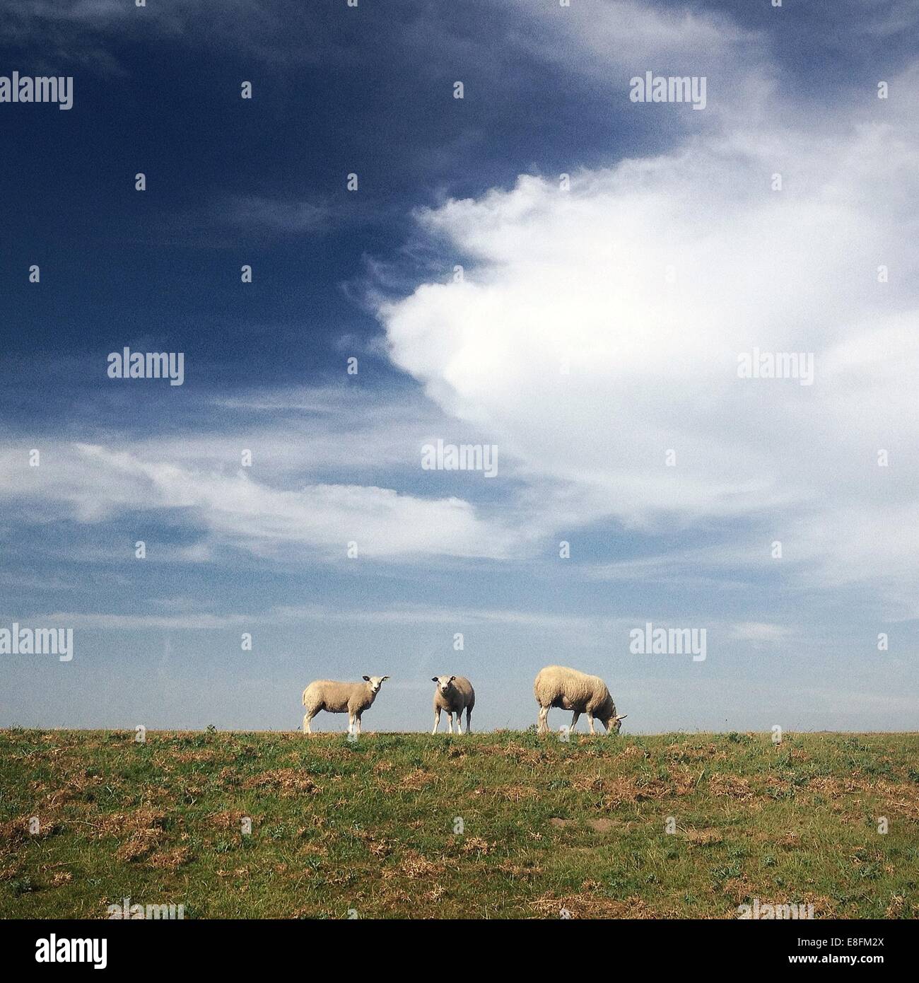 Three sheep grazing on pasture Stock Photo