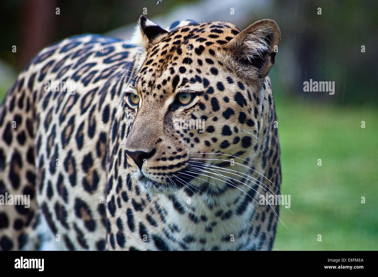 Portrait of leopard, Limpopo, South Africa Stock Photo