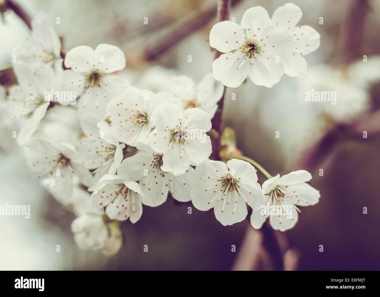 Close-up of Cherry Blossom flowers Stock Photo