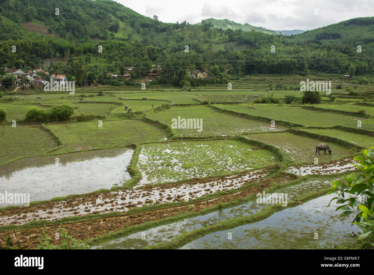 Aerial view water buffalo grazing  in paddy fields, Vietnam Stock Photo